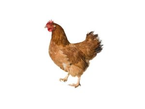 Hele kip bomboclat protein